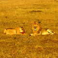 獅子家庭成員可多至由十數頭的獅群組成，獅群大都生活在草原、樹林稀疏的平原、林地以及濃密的灌木叢