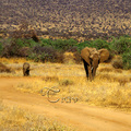 非洲象是非洲大陸體型最大的哺乳動物，象分為非洲象和亞洲象，而非洲象的體型較亞洲象大出許多，非洲象除了體型高大外，最明顯的特徵是，非洲象用來散熱，狀如荷葉的耳朵，也比亞洲象來得碩大