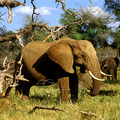 成年的非洲象，雄性身長約7.5 公尺，身高在3至4米左右，體重可達5000至8000公斤。雌性的非洲象身長約6.8公尺，身高在2.5公尺左右，體重約3000公斤左右。至於成年公象的象牙更可能重達60公斤〈單支〉
