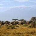 象群一般都是成群結隊的活動，棲息區域集中在雨林，草原、沼澤地、海岸以及山地林區，象群會隨著食物和水的供需作季節性的遷徙
