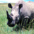 犀牛是巨大的奇蹄類犀科，生長在非洲大陸上的有黑犀牛和白犀牛，白犀牛的體型較黑犀牛大出近一倍。雌雄犀牛在吻部上方均生有角蛋白組成的犀角，成年的白犀牛犀角可達60公分，最長記錄為1.58米