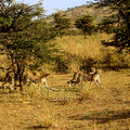 獵豹是非洲草原上跑得最快的動物，獵豹通常在晨昏獵食，追逐獵物時時速可達110公里，因此獵食的成功率可達4成，當獵豹獵獲獵物後會將獵物叼至樹上存放，以免其他肉食性猛獸搶食