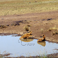 斑點鬣狗是體型僅次於獅子的肉食性動物，身長在1.1至1.4公尺，身高在84公分左右，體重40到80公斤。由於前腳較後腳長；跑不快不容易獵食，一般都搶奪獵豹的獵物，或食腐肉
