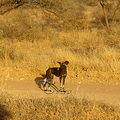 非洲野狗大都以6至10隻成群的追補獵物，由於其身長僅75至100公分，身高在60到75公分，體重約20至25公斤，因此大多選擇45公斤以下的小型羚羊獵殺，至於斑馬或大型羚羊則極少碰觸
