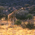 長頸鹿為反芻有蹄類，因種類不同而有不同的斑紋和特定的生長區域，方塊紋長頸鹿斑紋清晰有如鑲嵌的磁磚，分佈於肯亞暨南依索匹亞