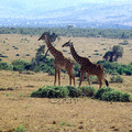 長頸鹿頭頂雌雄皆有一至兩對短且有皮膚包覆的角，兩眼間也有角狀隆起物，長頸鹿群居在稀樹平原和開闊灌木區，主要天敵為獅子，奔跑時同側前後足同時移動時速達48公里