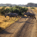 草食動物因覓食會隨野草生長的區域作大規模的移動，形成地球上規模最大的覓食遷徙，數額達百萬之眾，非洲大陸7至8月的動物大遷徙以及10月的返鄉遷徙，牛羚正是其中最主要的角色