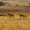 柯氏牛羚屬於牛羚類，肩高1至1.5米、身長1.7至2.5米、角長45至70公分，體重130至230公斤，面部細長似馬，其角是最特殊的地方，先橫向外伸後再向後仰起。常伴隨3至4頭幼獸，懷孕期8個月一胎生一仔
