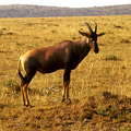 屬牛羚類，身長較柯氏牛羚稍短，其餘相當。肩膀狹窄高聳，臉頰黝黑，最特別的是臀部及前、後腳外側，有類似胎記般的黑色斑紋。