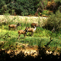 大羚羊身上有大間隔的白色細紋，一雙大而圓的耳朵，口、鼻之間兩側也有白色斑紋，肩高1.5至1.75米，身長2.2到2.9米，體重450到900公斤