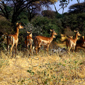 黑斑羚屬於中型的羚羊類，身長1.28至1.48米，頭高70到93公分，體重40到76公斤，尾部及臀部的黑條紋是其特點。黑斑羚都是成群的活動，當受到驚嚇時，其奔跑和跳躍的姿勢極俱美感