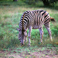 草原斑馬成群棲息在稀樹平原，會隨野草生長作季節性的遷徙，成年斑馬身長約2.3米、肩高1.2至1.4米，雄性體重約250公斤、雌性約220公斤，懷孕期12個月一胎生一仔