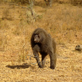 草原狒狒屬於大型狒狒，當地人稱其為金剛，身高在35至75公分，身長50至79公分，體重21到26公斤，雄性較雌性體型大。草原狒狒棲息在海拔3000公尺以下的半沙漠草原、灌木叢、斷崖或樹林的邊緣，屬雜食性動物