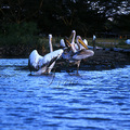 Great-White-Pelicans