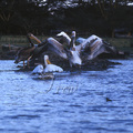 Great-White-Pelicans-1