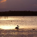 除了白鶶鵝外；另有銀灰夾雜粉紅色背羽，黑灰色翅羽的Pink-Backed Pelican褐鶶鵝，與大鶶鵝習性相近，身長1.3米展翼約2.4米重約7公斤