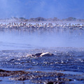 火鶴屬大型水禽類，羽色為白色至淡粉紅色，脖子呈細長的S型，紅色高挑的腳，身長約1.5米，有因應季節性的遷移，棲息地以鹹水湖，河流出海口以及潟湖為主，以帶鹽分的藻類為主食
