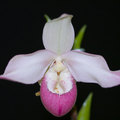 南安省蘭花協會(Southern Ontario Orchid Society)於二零零九年二月十四、十五(星期六及星期日)兩天在多倫多市立植物園(Toronto Civic Botanical Garden)舉辦了一次蘭花展覽。這裡展示的是攝自現場的一些照片。