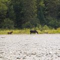 麋鹿母子在水傍進食