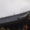 在日本，烏鴉是吉祥的代表。但是，未免也太多了吧？愛屋及烏，會不會太累了點？