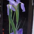 紫鳶