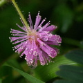 雨中花草