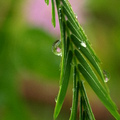 雨中花草