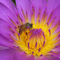 蜜蜂Bee