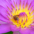 蜜蜂Bee