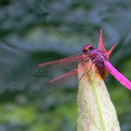 紫紅蜻蜓