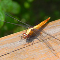 金黃蜻蜓