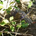 樂仙蜻蜓