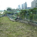 永和中正橋河濱公園(2010.01.10)