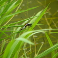 蜻蜓(台大安康農場)