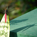 【微距鏡頭的異想世界】－  大自然之美(霜白蜻蜓)