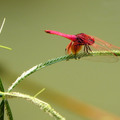 【微距鏡頭的異想世界】－ 大自然之美(紅蜻蜓)