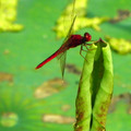 蜻蜓戲晚荷 - 紅蜻蜓(至德園)
