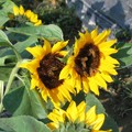 豔陽下，蜜蜂也流連忘返的向日葵。