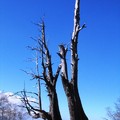 相偎相依十多年的夫妻樹，即便枯乾，猶然挺直身桿，繼續生活中的磨鍊。