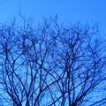 仰望藍天，透過枝枒看到金光閃閃，好像也看到了希望。