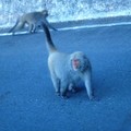 霸凌的台灣彌猴。