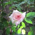 雨中玫瑰，更顯得嬌豔欲滴。