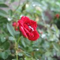 晶瑩剔透的紅玫瑰。