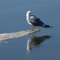 海鷗 (Common Gull)