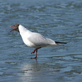 紅嘴鷗 (Black-Headed Gull)