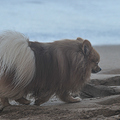 金黃色的狗漫步在沙灘上
