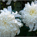 Chrysanthemum - 1