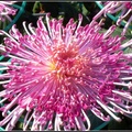Chrysanthemum - 2