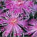 Chrysanthemum - 3