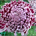 Chrysanthemum - 4